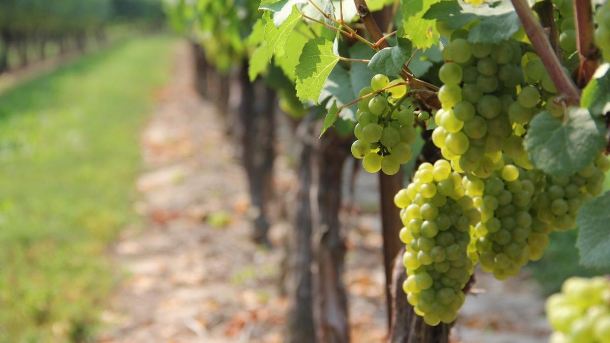 South Africa Commences Table Grape Harvest Season Produce Report